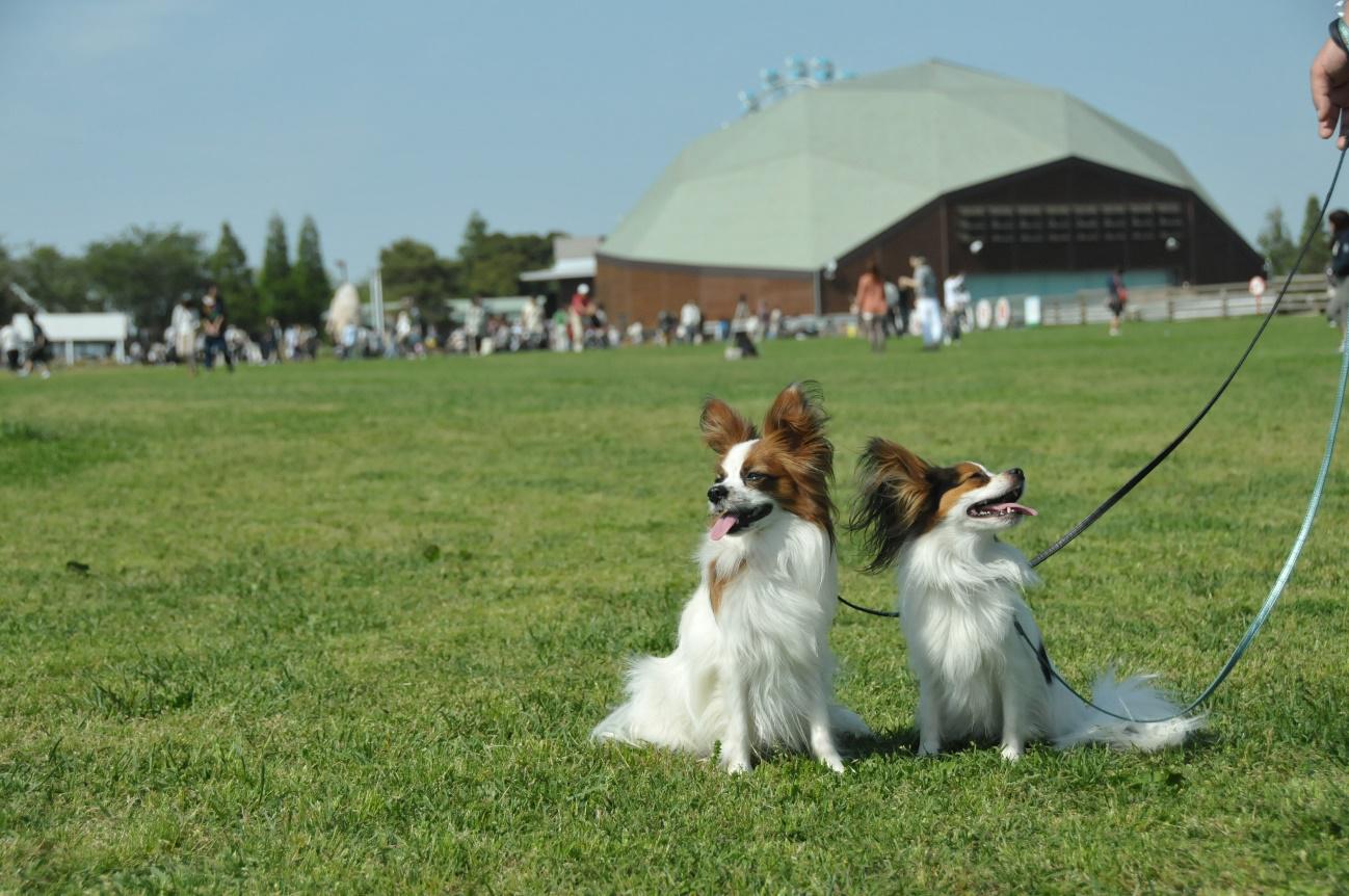 愛犬と一緒に楽しむ休日 千葉県の観光スポット10選 愛犬との旅行ならイヌトミィ