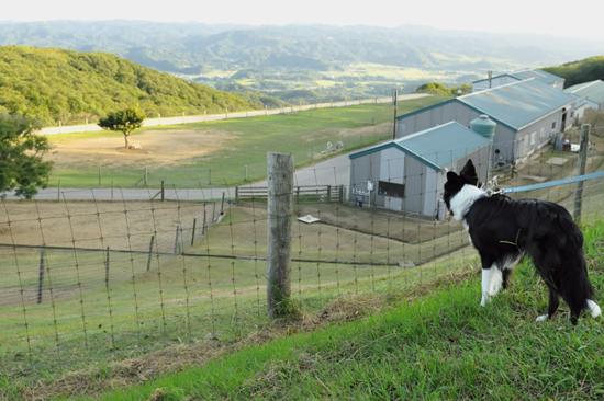 マザー牧場を愛犬と１０倍楽しむためのチェックポイント 愛犬との旅行ならイヌトミィ