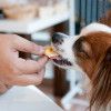 愛犬と一緒にあったかい場所でスイーツが食べられるお店7選＜兵庫県 神戸市内 兵庫区以西編＞