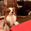 愛犬と一緒にあったかい場所でスイーツが食べられるお店5選＜大阪府 松原・東大阪・大東・四条畷編＞