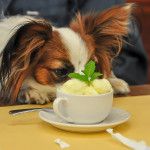 幕張メッセ周辺で愛犬と一緒に入れる飲食店５選！