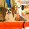 愛犬と一緒にあったかい場所でスイーツが食べられるお店8選＜大阪府 和泉・泉佐野・岸和田・堺編＞