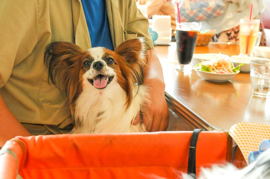 愛犬と一緒にあったかい場所でスイーツが食べられるお店8選 大阪府 和泉 泉佐野 岸和田 堺編 愛犬との旅行ならイヌトミィ