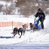 前橋ホワイトフェスティバル2017－人気上昇中のドッグスポーツイベント、犬ゾリレースを体験取材してきました！－