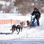 前橋ホワイトフェスティバル2017－人気上昇中のドッグスポーツイベント、犬ゾリレースを体験取材してきました！－