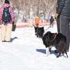 前橋ホワイトフェスティバル2017 －愛犬と犬ゾリレースと雪上ルアーコーシングにチャレンジしてきました！－