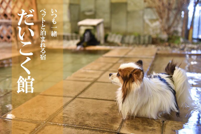 いつでもペットと一緒 ペットと泊れる温泉宿 だいこく館 宿泊レポ 水上温泉 愛犬との旅行ならイヌトミィ