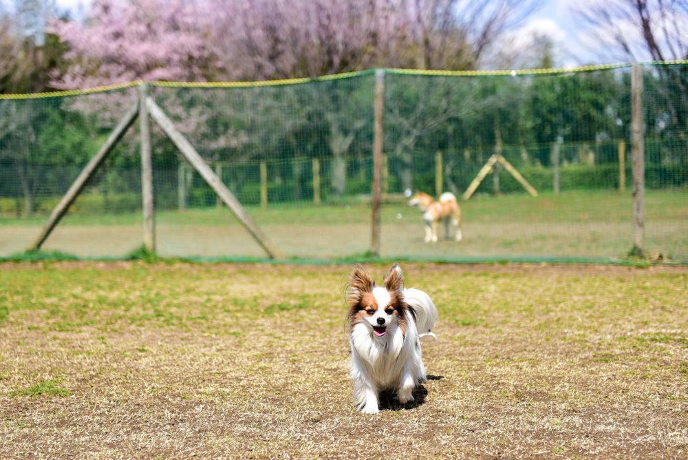 桜舞い散る中で遊ぼう 南関東にあるお花見ドッグラン10選 愛犬との旅行ならイヌトミィ