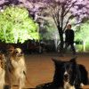 関東地方で愛犬とライトアップが楽しめる夜桜・お花見スポット11選