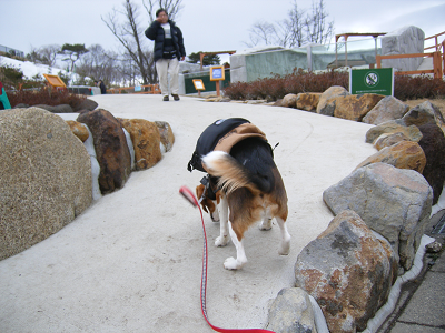 那須どうぶつ王国で愛犬はアルパカとペンギンに興味津々 愛犬との旅行ならイヌトミィ