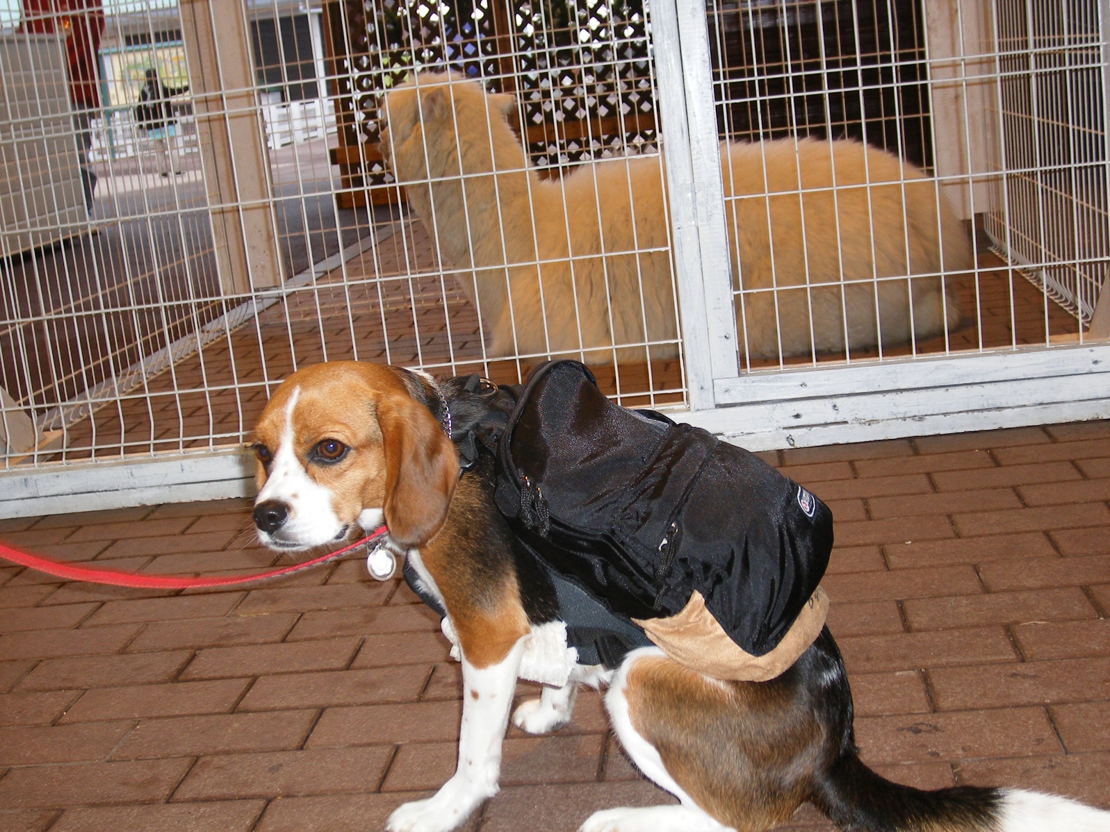 那須どうぶつ王国で愛犬はアルパカとペンギンに興味津々 愛犬との旅行ならイヌトミィ