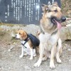 愛犬と一緒になだらか長距離山行！中伊豆天城峠から三蓋山