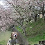 お花見を満喫！自然豊かな駿河平自然公園で愛犬も大喜び＜静岡県・駿東郡＞
