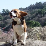 初春の熱海を愛犬と一緒に満喫！熱海梅園梅まつり＆姫の沢公園の散策