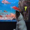 イルカや泳ぐ魚に会わせたい！関東周辺で愛犬と一緒に入れる水族館5選！