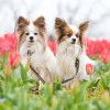 愛犬と楽しむ春の花畑散歩！関東でチューリップが咲くペット可の公園11選！