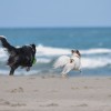 愛犬と海浜散歩！ワンちゃんOK海カフェも！千葉市にある穴場ビーチ5選！