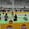 [関東版] 愛犬と参加できるゴールデンウィーク イベント特集2017！