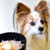 湘南絶品グルメ「本マグロ」と「湘南しらす」！神奈川県で愛犬と海鮮料理が食べられるお店７選！