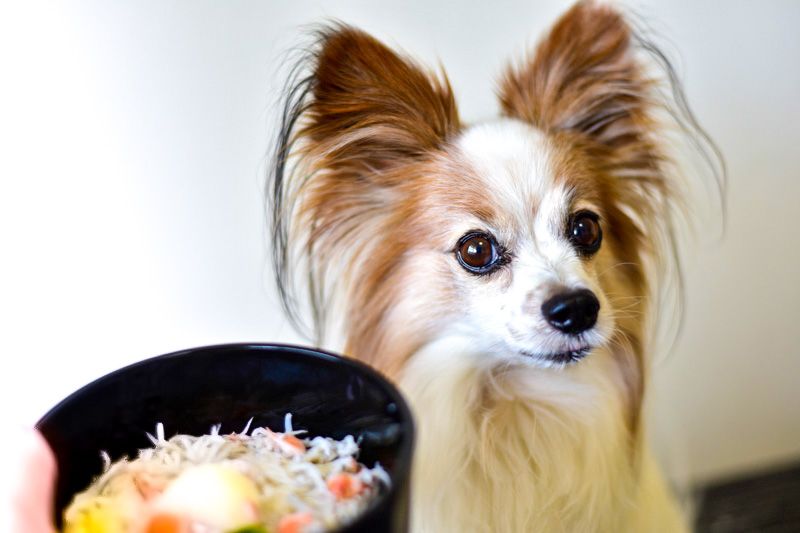 湘南絶品グルメ 本マグロ と 湘南しらす 神奈川県で愛犬と海鮮料理が食べられるお店７選 愛犬との旅行ならイヌトミィ