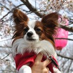 4月下旬から見頃の遅咲き桜！都心から愛犬と日帰りで行けるお花見スポット5選！