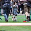 [東海版] 5月に愛犬と参加できるイベントやフェス特集２０１７！