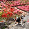 40種類約10万本のつつじが咲き誇る小室山公園で愛犬とお散歩♪＜静岡県・東伊豆＞
