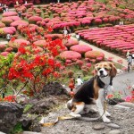 40種類約10万本のつつじが咲き誇る小室山公園で愛犬とお散歩♪＜静岡県・東伊豆＞