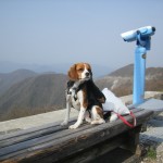 お花の名所 滋賀県の伊吹山を愛犬と散策 ゴールデンウィーク4泊5日 関西旅行を満喫 Part4