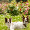 春バラの季節！関東で愛犬と一緒に春バラが楽しめるバラ園10選！