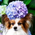 ドッグランやBBQも！南関東で愛犬と紫陽花が見られる公園厳選9選！