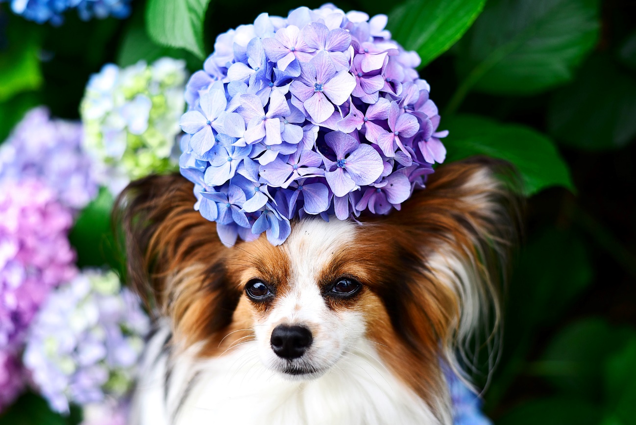 ドッグランやbbqも 南関東で愛犬と紫陽花が見られる公園厳選9選 愛犬との旅行ならイヌトミィ