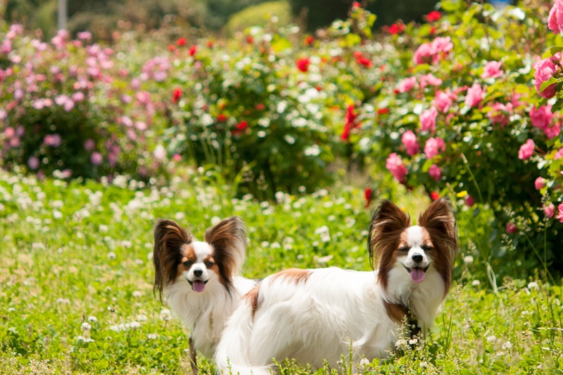 春バラの季節 関東で愛犬と一緒に春バラが楽しめるバラ園10選 愛犬との旅行ならイヌトミィ