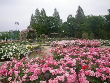 春バラの季節 関東で愛犬と一緒に春バラが楽しめるバラ園10選 愛犬との旅行ならイヌトミィ 春バラの季節 関東で愛犬と一緒に春バラが楽しめるバラ園10選 愛犬との旅行ならイヌトミィ
