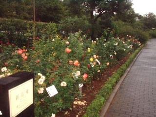 image12