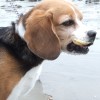 愛犬も一緒に貝探し！千葉の木更津で潮干狩り