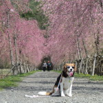 四季折々の花の楽園「花の都公園」で富士山を眺めながらお散歩♪＜山梨県・南都留郡＞