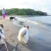 ビーチや海鮮料理！砂山も！？館山で愛犬と楽しめる観光スポット７選！