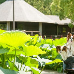 夏と言えば「はす」！南関東で愛犬と一緒に蓮が見られる公園９選！