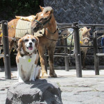 愛犬と一緒に富士登山！山開きに合わせて６合目まで歩いてみました！