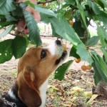 愛犬も一緒♪山梨県のさくらんぼ狩りでおなかいっぱい食べてきたよ＜山梨県・甲府市＞