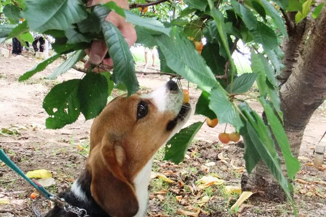 愛犬も一緒 山梨県のさくらんぼ狩りでおなかいっぱい食べてきたよ 山梨県 甲府市 愛犬との旅行ならイヌトミィ