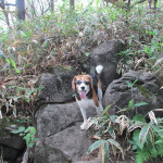 夏のおすすめ散策コース！森林浴を楽しみながら美し森登山＜山梨県北杜市＞