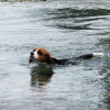 白馬村の清流で大はしゃぎ♪大型犬も泊まれるペンション「ピレモン」　- 避暑地で人気の白馬旅行 Part1