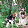 愛犬と一緒にゴンドラに乗って白馬岩岳ゆり園へ　- 避暑地で人気の白馬旅行 Part2