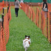 関東周辺で愛犬と誰でも参加ができる夏休みのドッグスポーツイベント5選