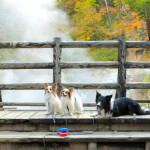 温泉が流れる川「大湯沼川」の天然足湯で愛犬の肉球もモチモチ＜北海道 登別市＞