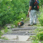 夏の涼を求めて車山・霧ヶ峰へ！飼い主も楽しめる高山植物の宝庫＜長野県・茅野市＞Part1