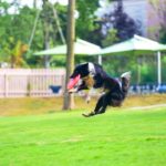 愛犬と一緒に楽しむ休日！千葉県の観光スポット10選