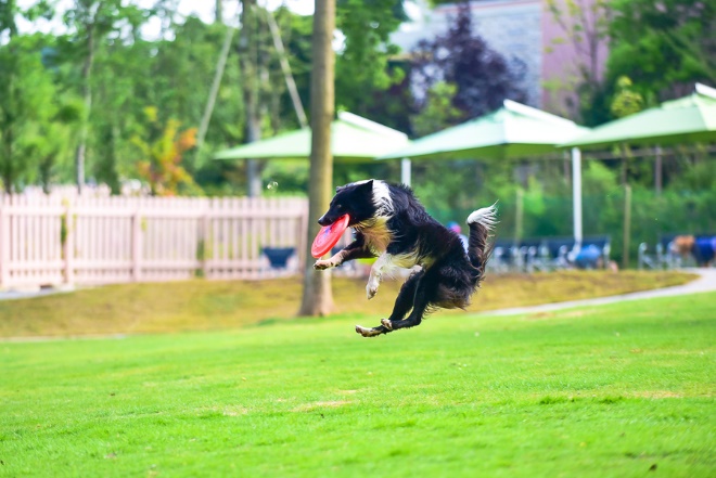 愛犬と一緒に楽しむ休日 千葉県の観光スポット10選 愛犬との旅行ならイヌトミィ